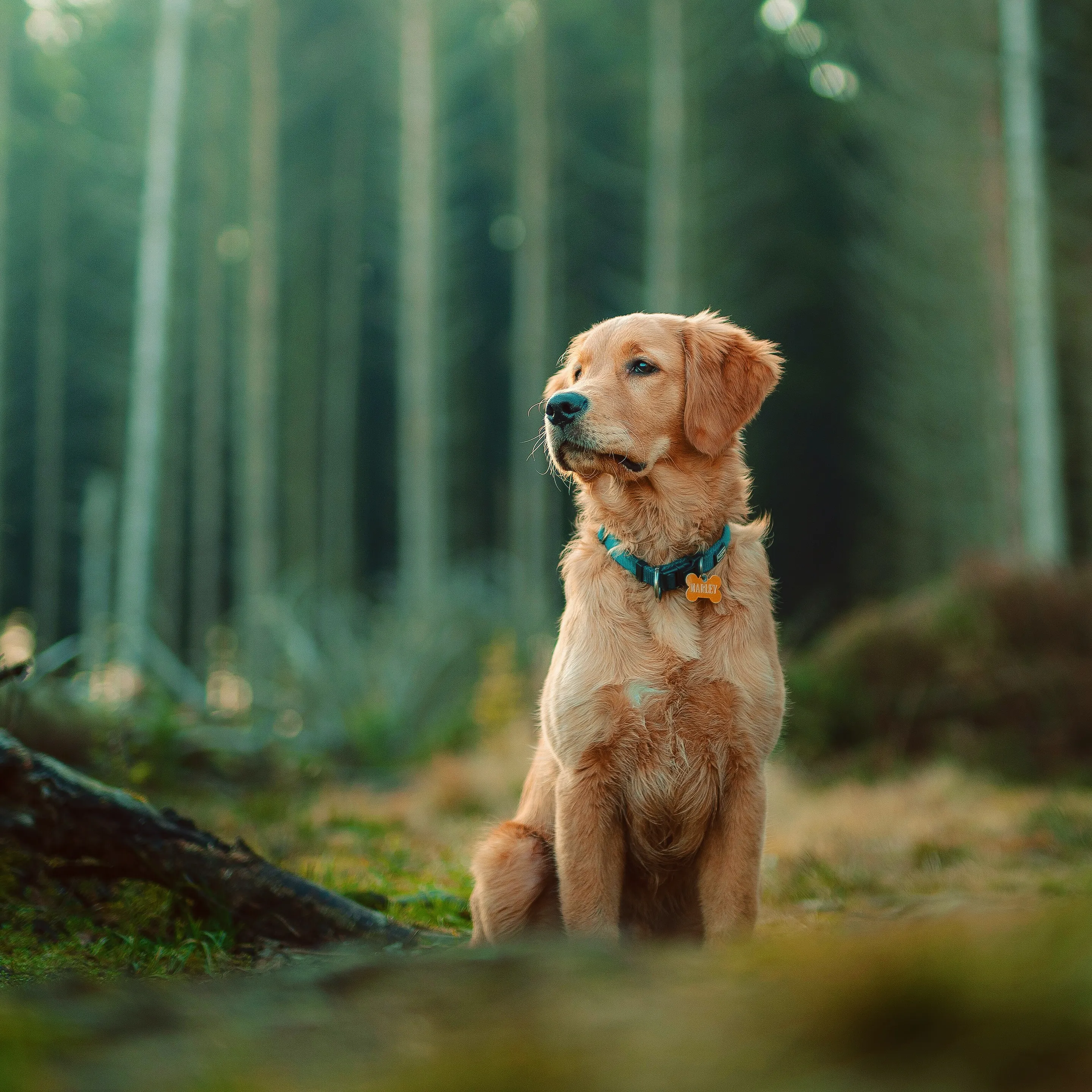 Marley overlooking the empty fields in the woods